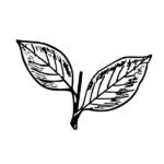 admk Election symbol